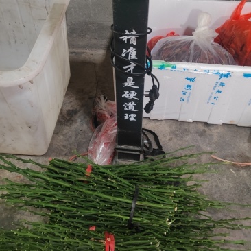 黄金贡柚，玲珑柚，嫁接枝条。