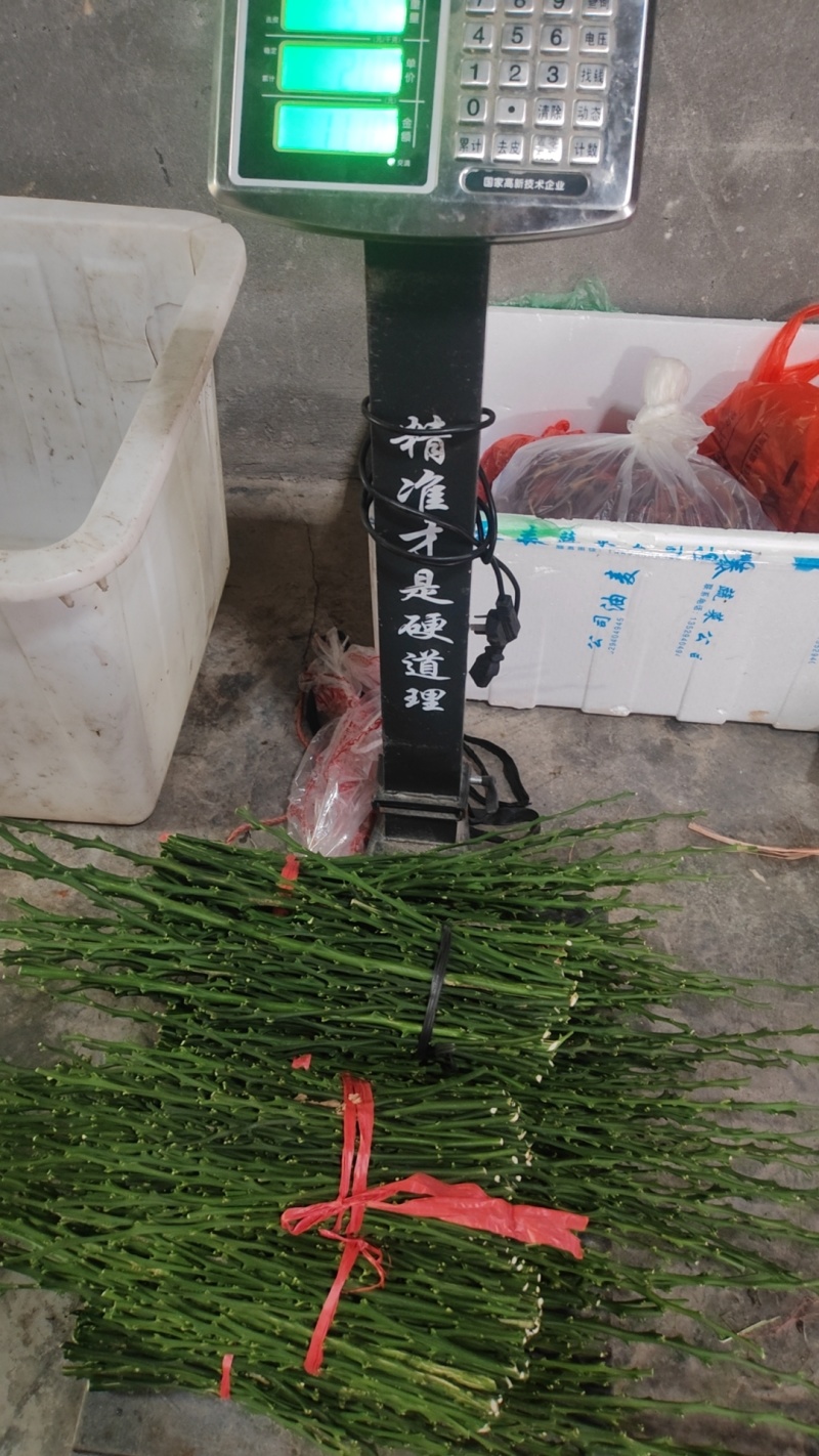 黄金贡柚，玲珑柚，嫁接枝条。
