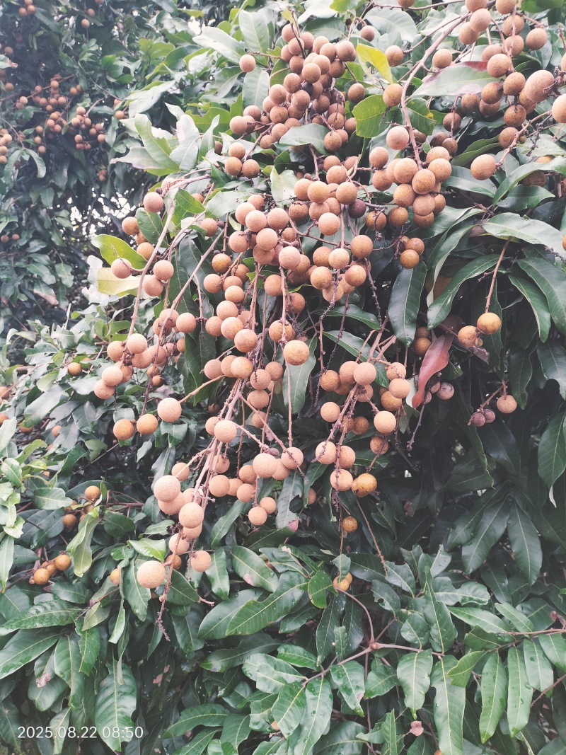 龙眼