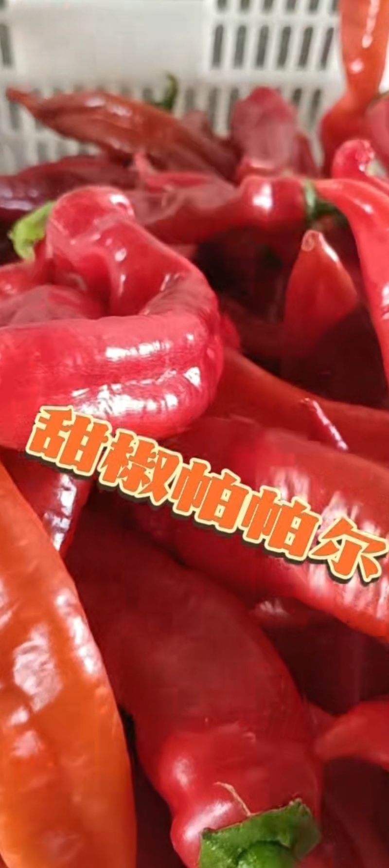精品甜椒帕帕尔产地货源口感好超市市场批发