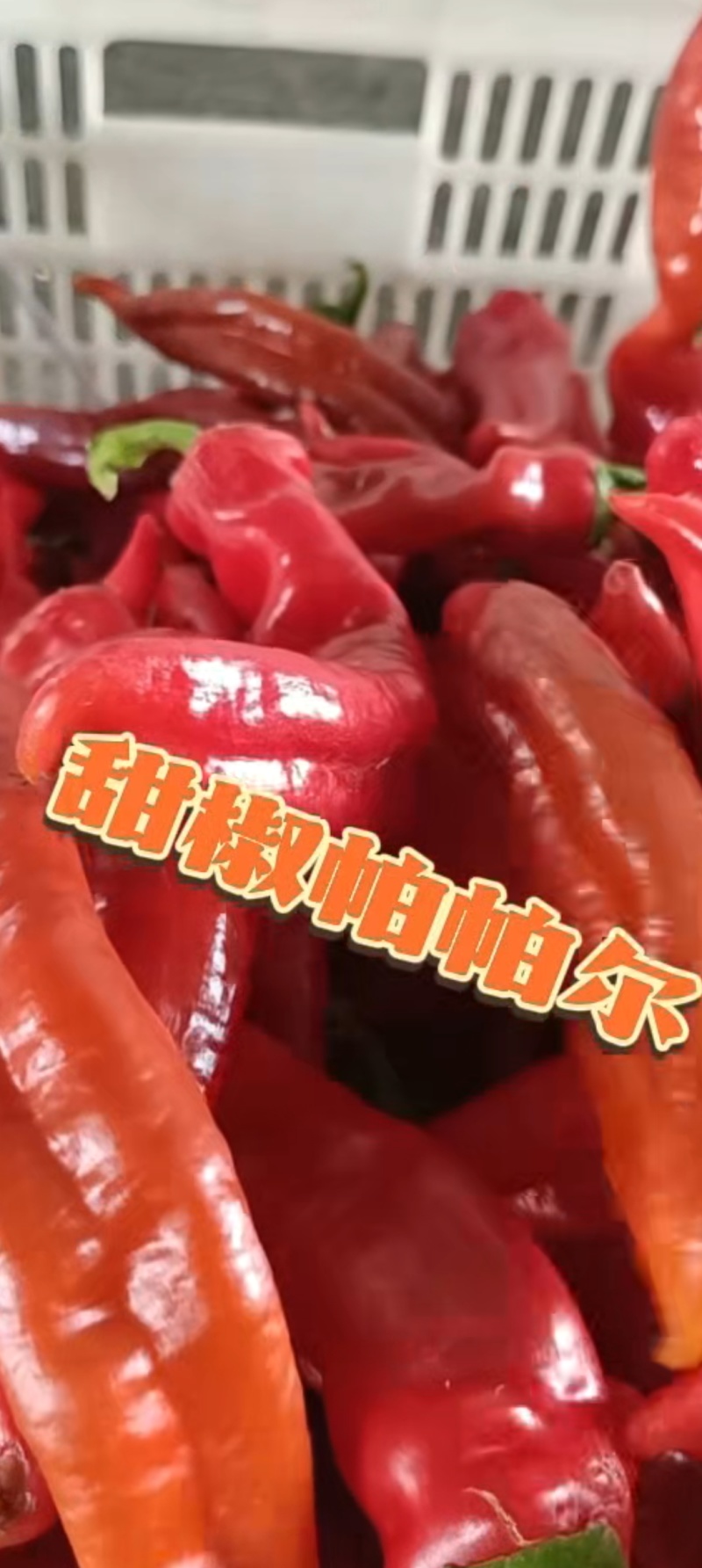 精品甜椒帕帕尔产地货源口感好超市市场批发