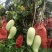 金黄芒，热龙芒
