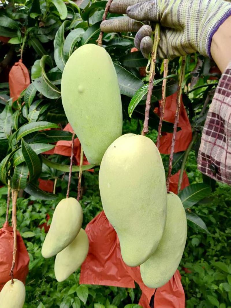 金黄芒，热龙芒