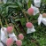 金黄芒，热龙芒
