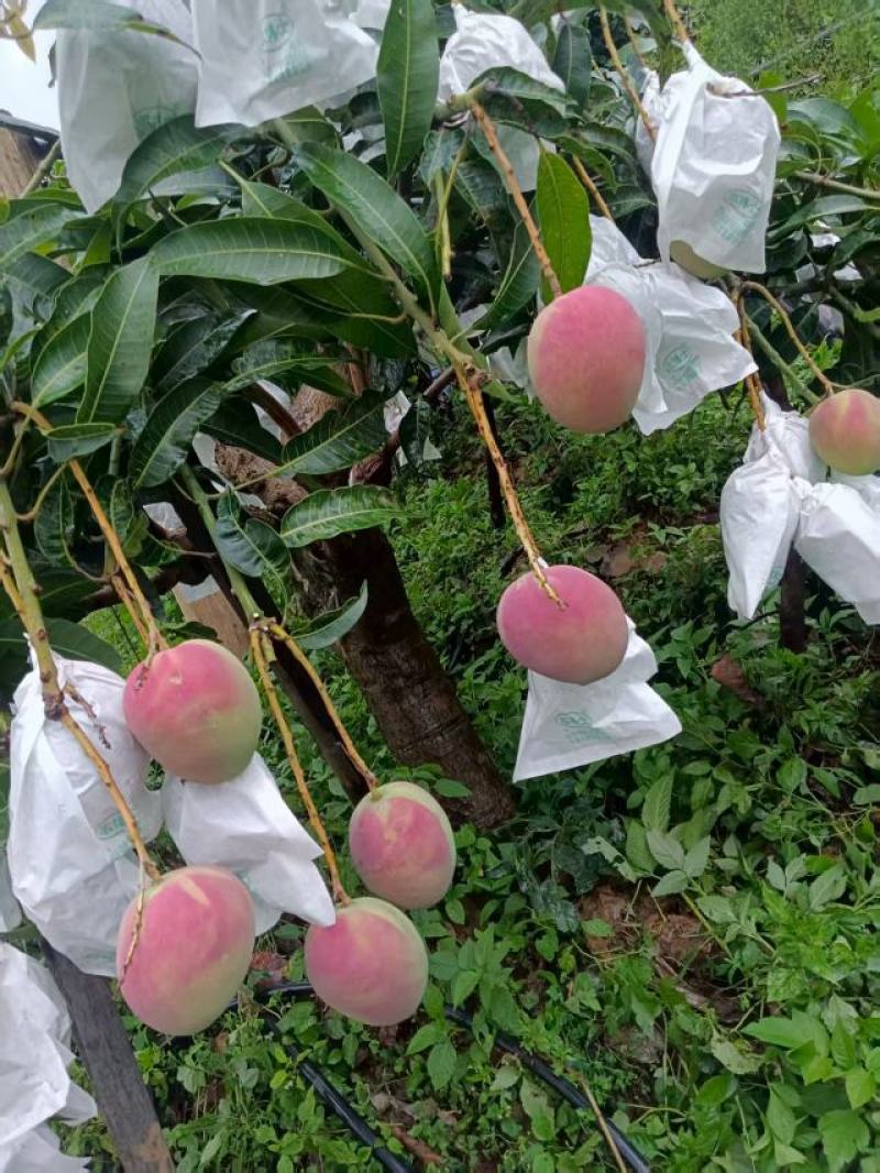 金黄芒，热龙芒