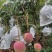 金黄芒，热龙芒