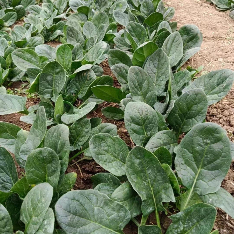 鑫辉黑司令菠菜种子高产抗病耐热耐寒农家菜园基地种植蔬菜种