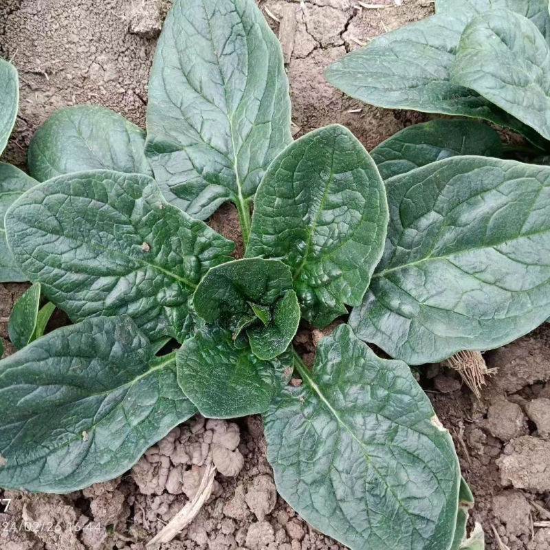 鑫辉黑司令菠菜种子高产抗病耐热耐寒农家菜园基地种植蔬菜种