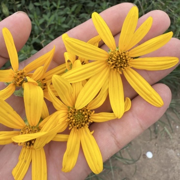 【精品推荐】菊芋花大量供应新货速发欢迎来电咨询