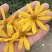 【精品推荐】菊芋花大量供应新货速发欢迎来电咨询