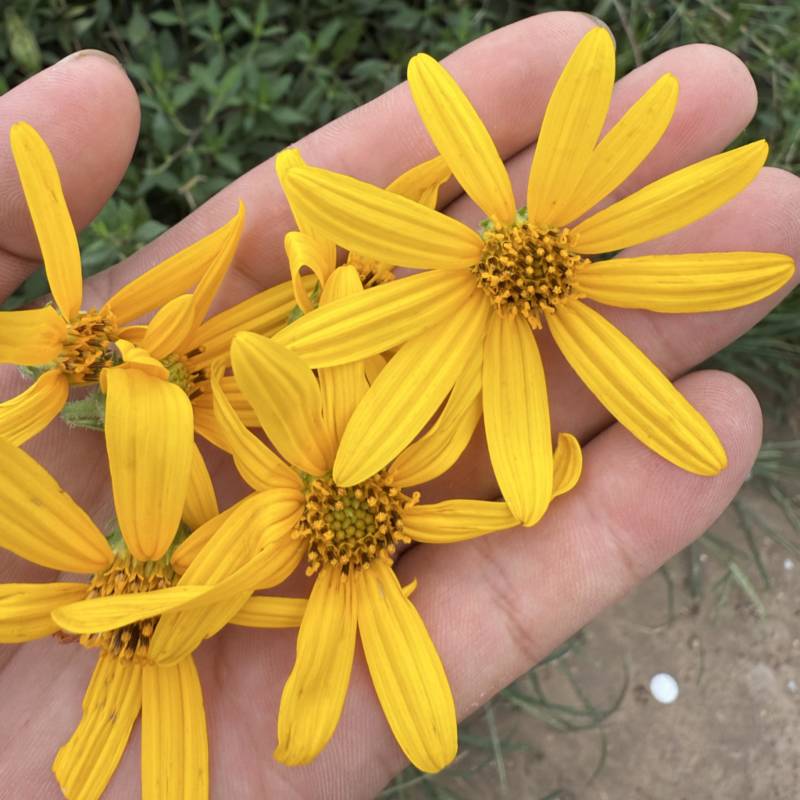 【精品推荐】菊芋花大量供应新货速发欢迎来电咨询