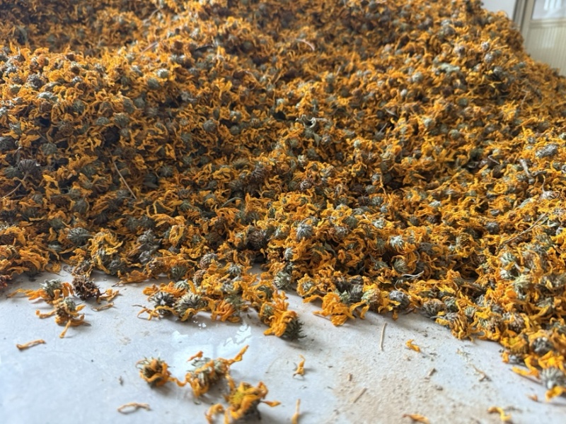 【精品推荐】菊芋花大量供应新货速发欢迎来电咨询