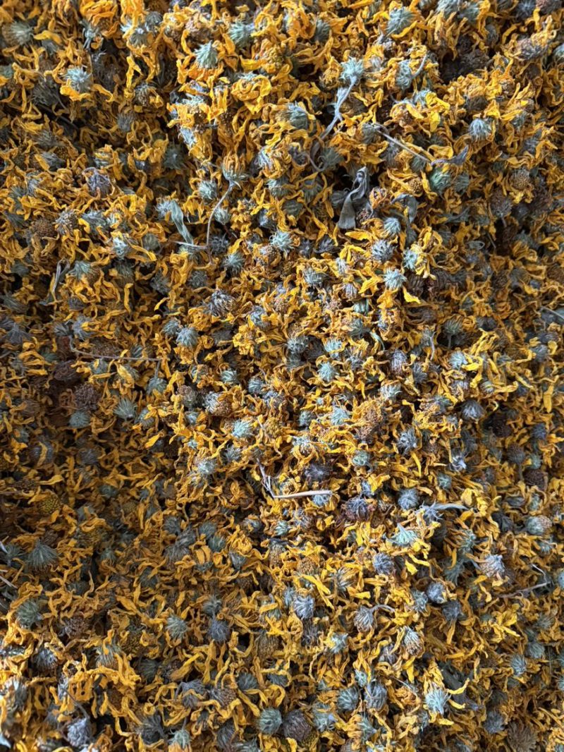 【精品推荐】菊芋花大量供应新货速发欢迎来电咨询