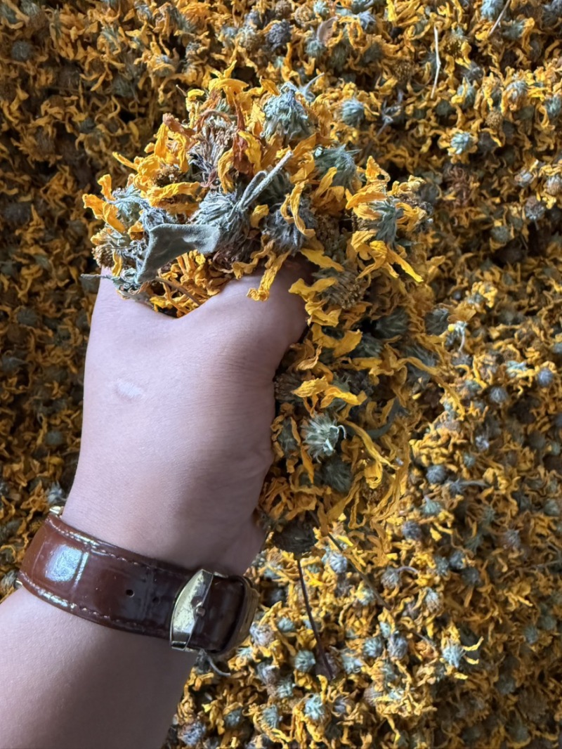 【精品推荐】菊芋花大量供应新货速发欢迎来电咨询