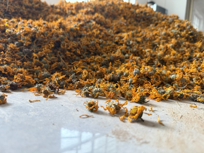 【精品推荐】菊芋花大量供应新货速发欢迎来电咨询
