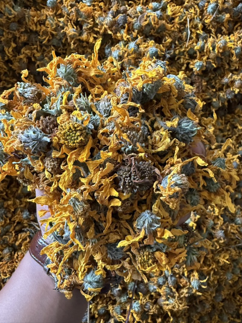 【精品推荐】菊芋花大量供应新货速发欢迎来电咨询