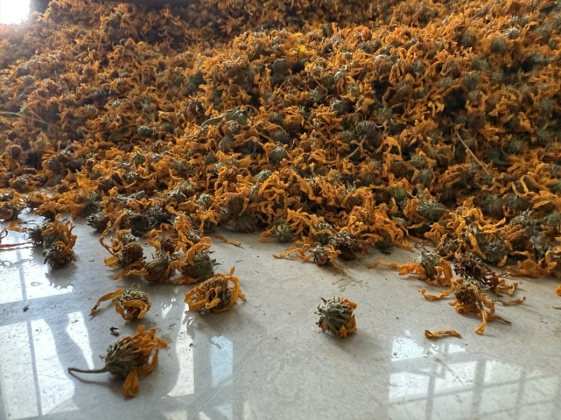 【精品推荐】菊芋花大量供应新货速发欢迎来电咨询