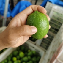 优力克青柠檬