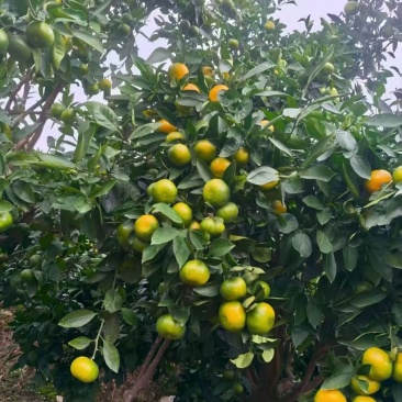云南蜜橘电商一件代发青皮蜜橘整箱新鲜当季水果包邮