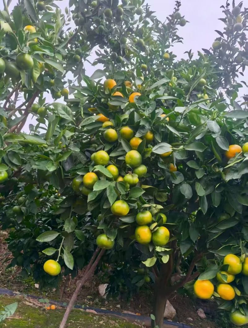 云南蜜橘电商一件代发青皮蜜橘整箱新鲜当季水果包邮