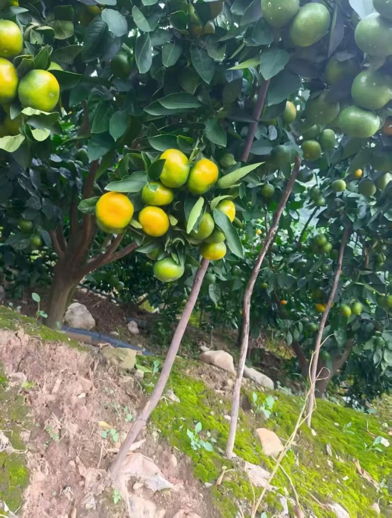 云南蜜橘电商一件代发青皮蜜橘整箱新鲜当季水果包邮