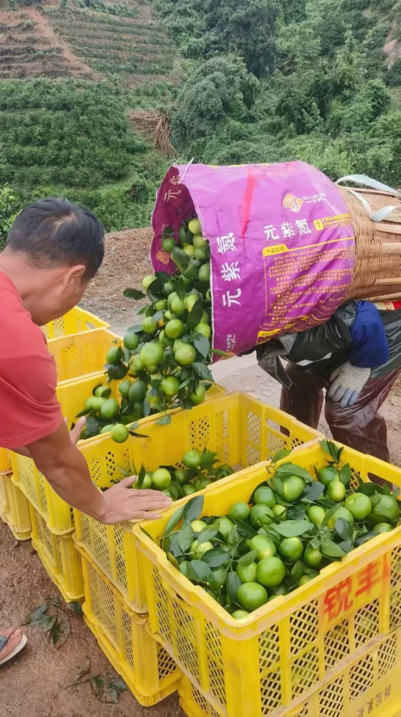 云南蜜橘电商一件代发青皮蜜橘整箱新鲜当季水果包邮