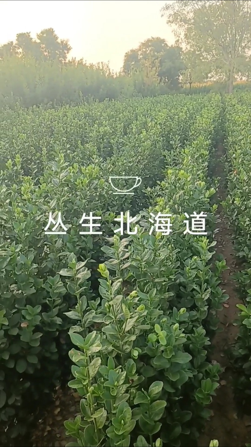 常年供应各种规格北海道，数量多质量好绿色光亮，工程标准。