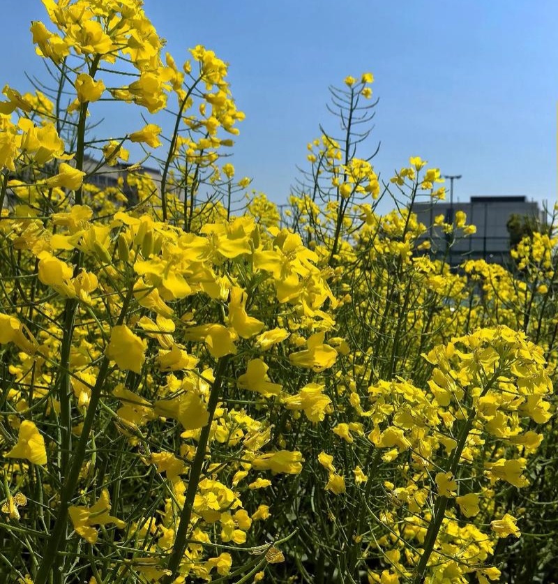 德超油688高产杂交油菜种子大粒早熟抗寒矮杆抗倒抗病