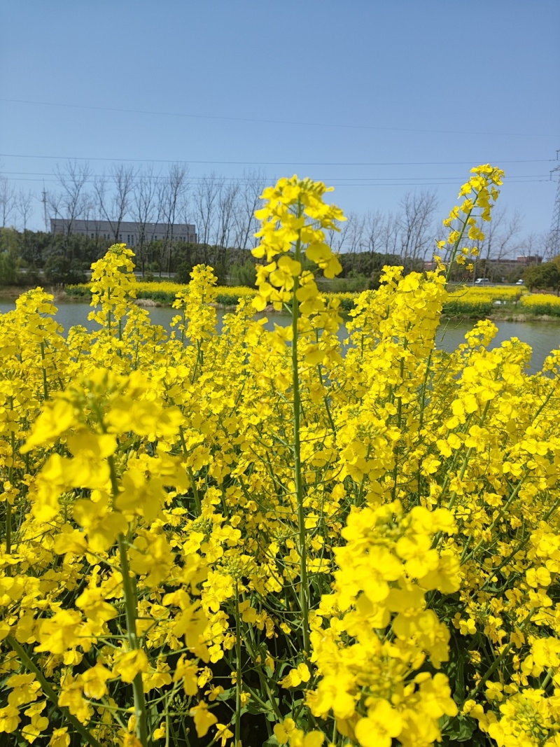 德超油688高产杂交油菜种子大粒早熟抗寒矮杆抗倒抗病