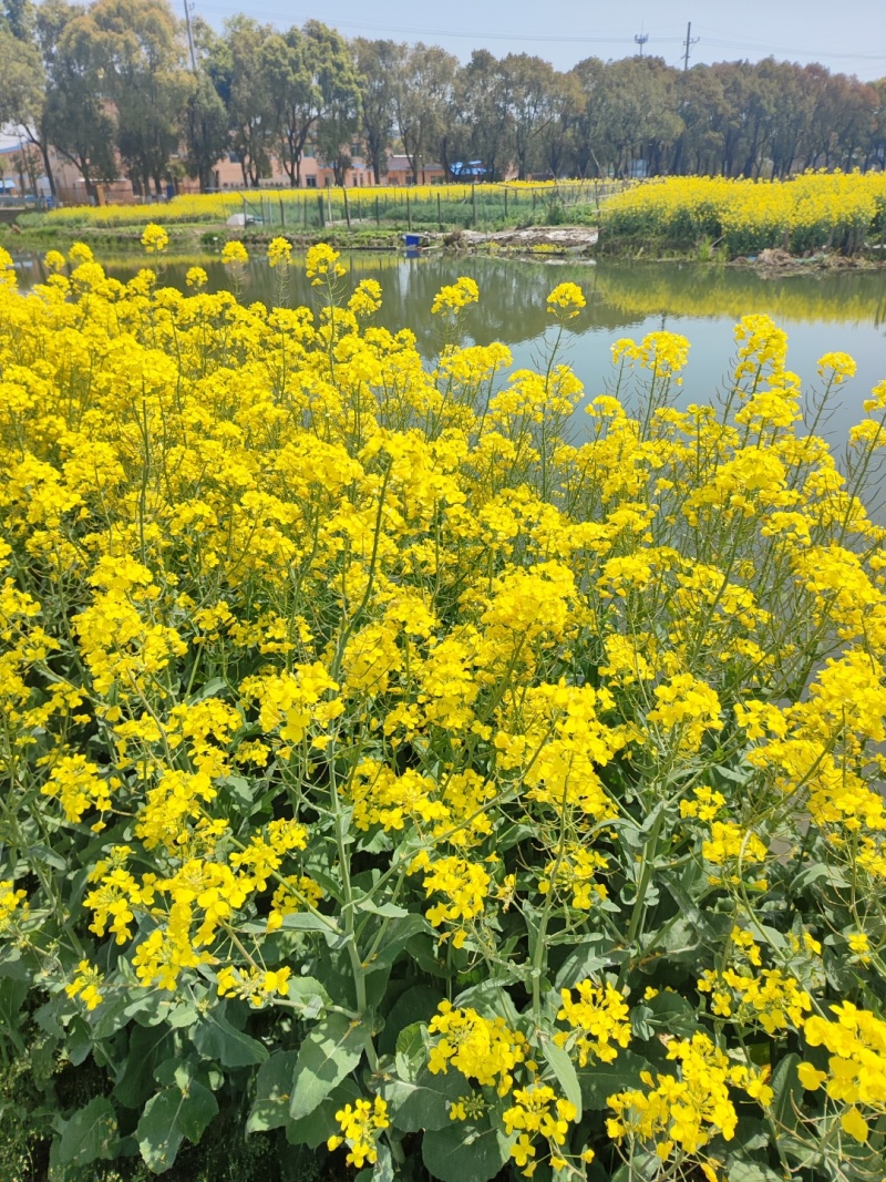 德超油688高产杂交油菜种子大粒早熟抗寒矮杆抗倒抗病
