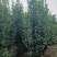 常年供应各种规格北海道，数量多质量好绿色光亮，工程标准。
