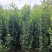 常年供应各种规格北海道，数量多质量好绿色光亮，工程标准。
