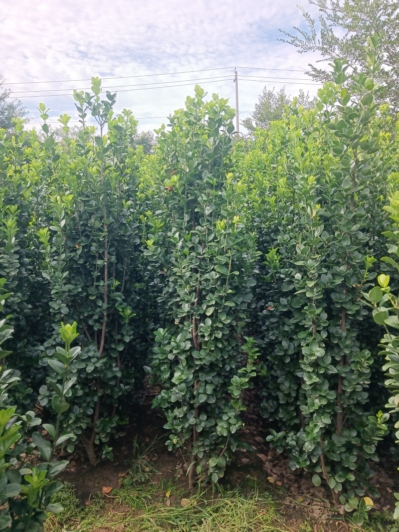 常年供应各种规格北海道，数量多质量好绿色光亮，工程标准。