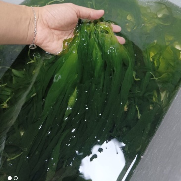海带嫰苗，海带芽，海带宝宝