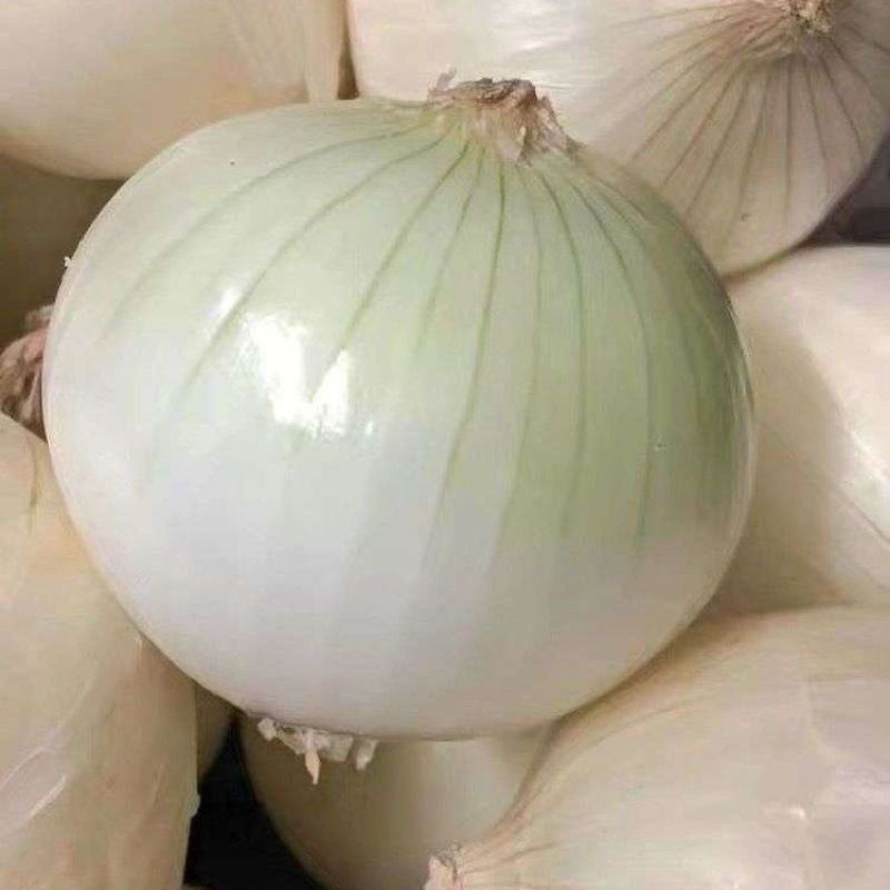 璐玉珍珠白水果洋葱种子中熟白皮洋葱种子甘甜微辣圆葱种子