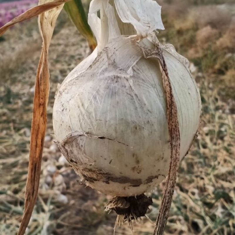 璐玉珍珠白水果洋葱种子中熟白皮洋葱种子甘甜微辣圆葱种子