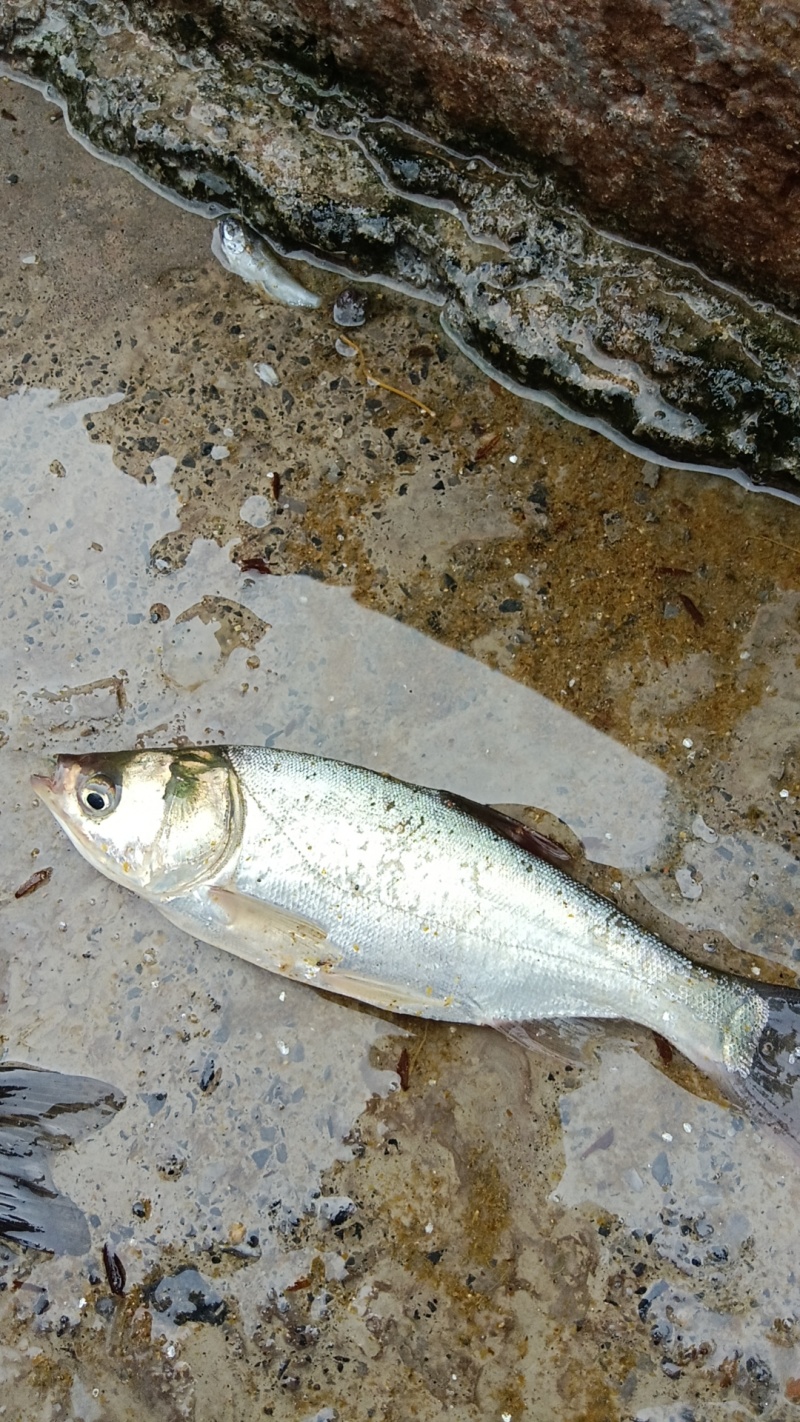各种鲫鱼苗打批