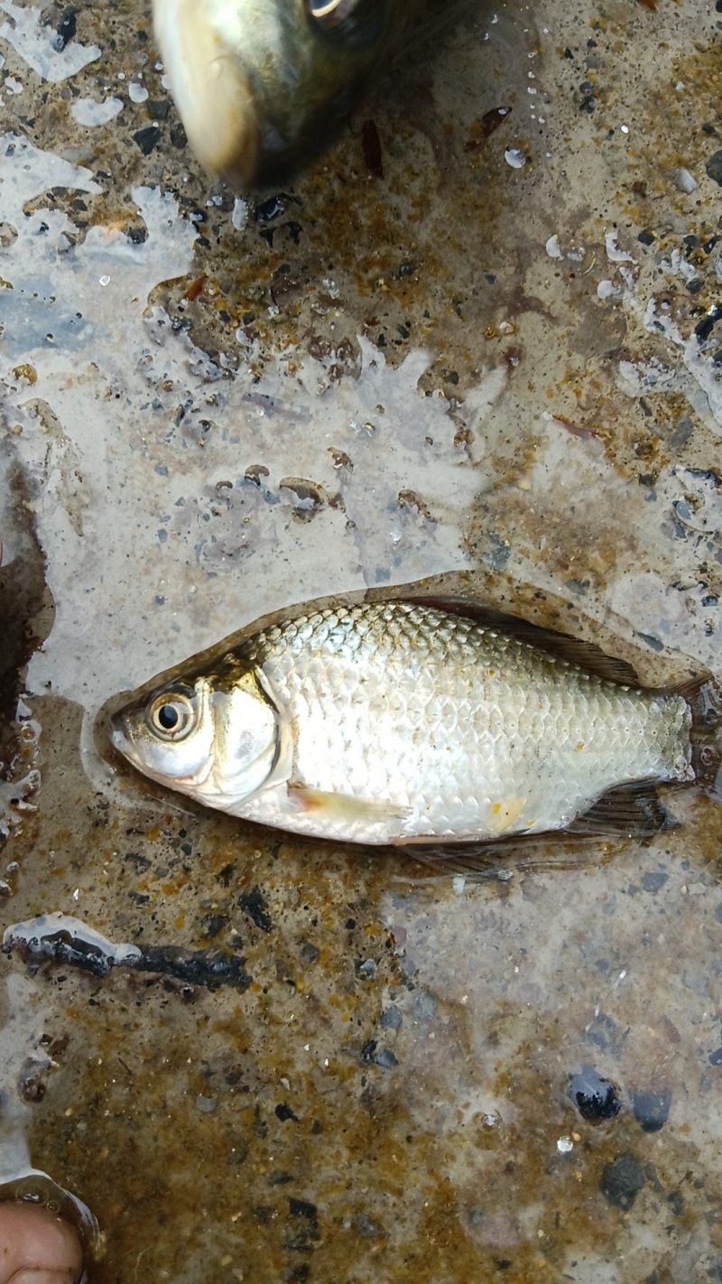 各种鲫鱼苗打批