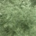 白蒿种子，茵陈种子，包回收，农民增收好项目