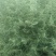 白蒿种子，茵陈种子，包回收，农民增收好项目