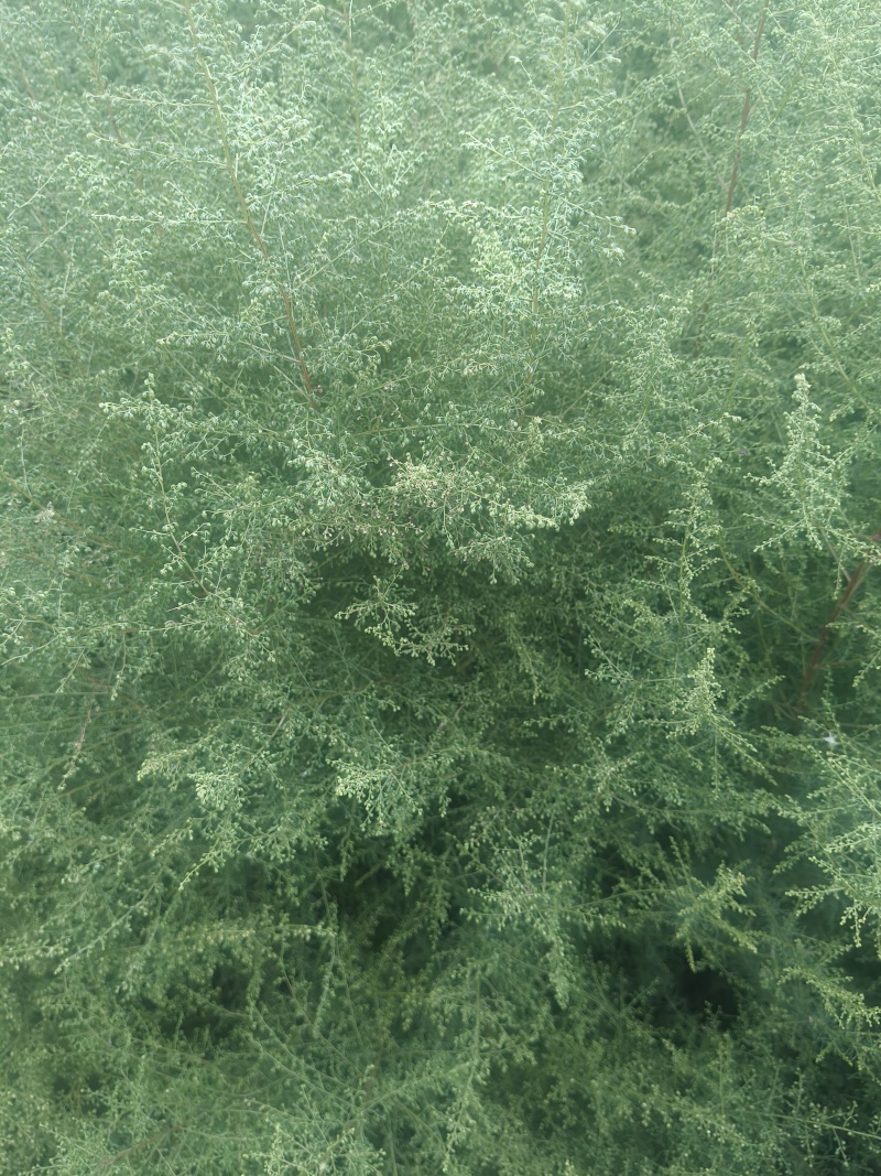 白蒿种子，茵陈种子，包回收，农民增收好项目