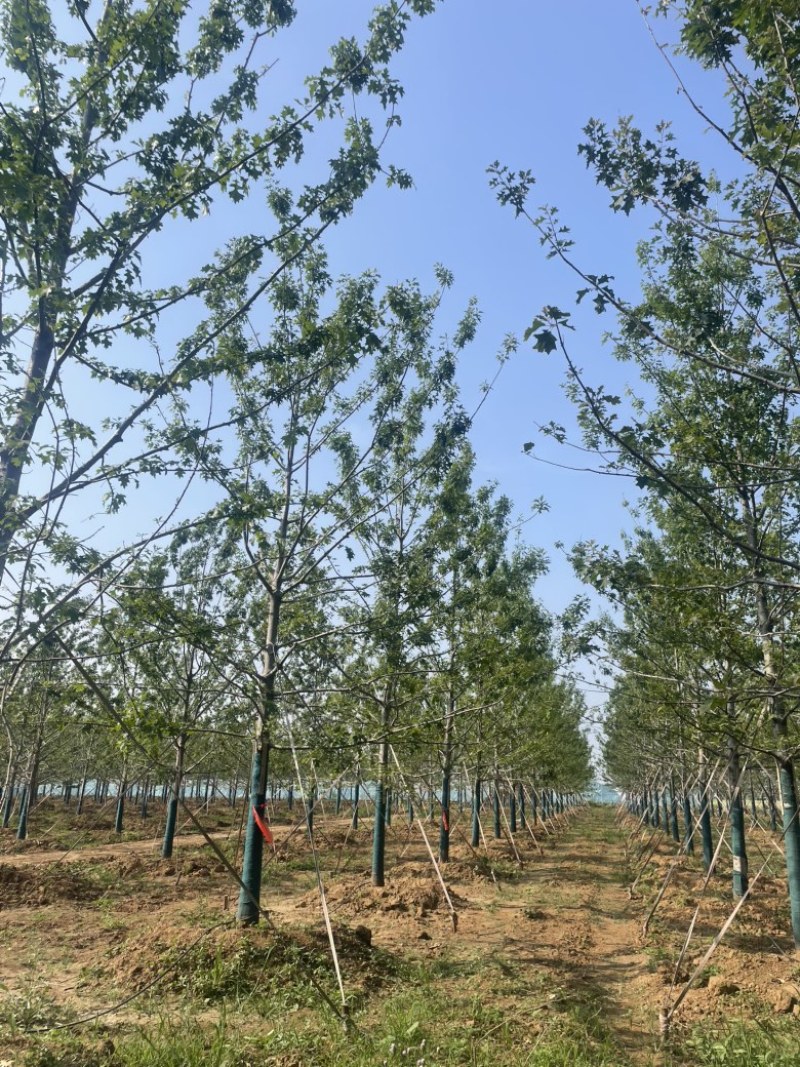 娜塔栎当年苗红橡娜塔栎1-40公分