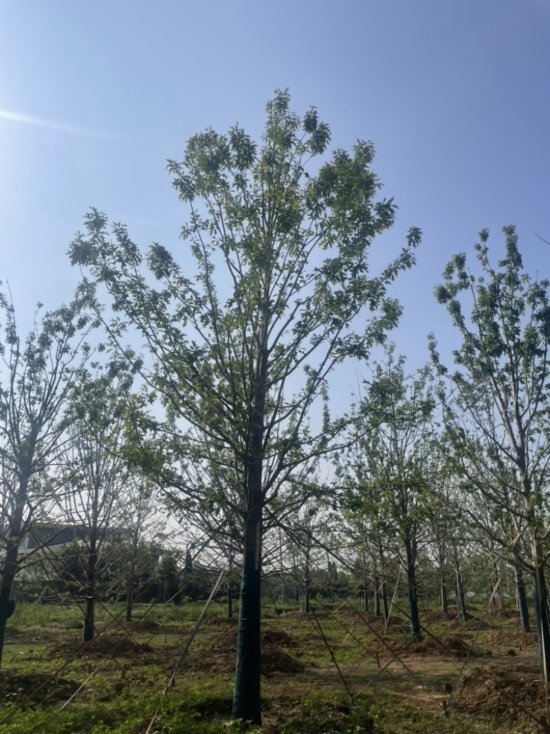 娜塔栎当年苗红橡娜塔栎1-40公分