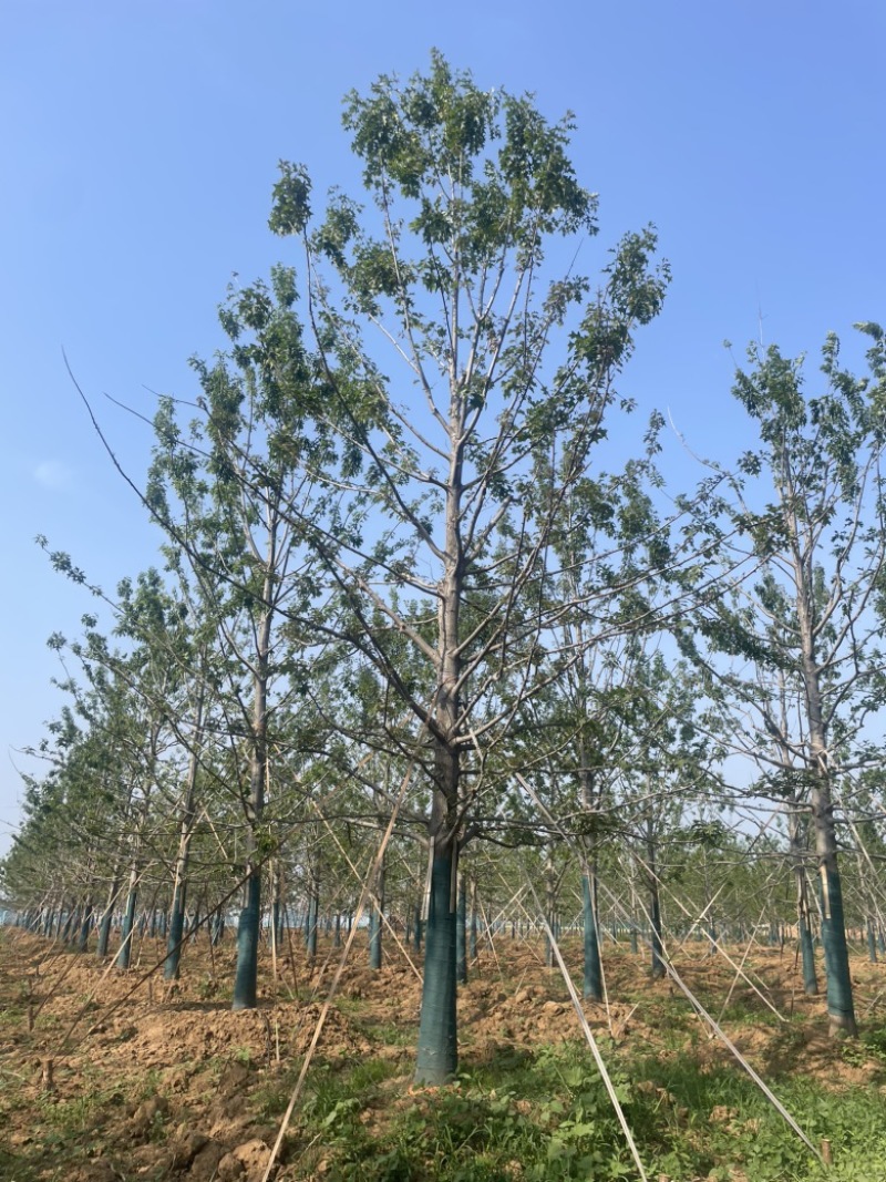 娜塔栎当年苗红橡娜塔栎1-40公分