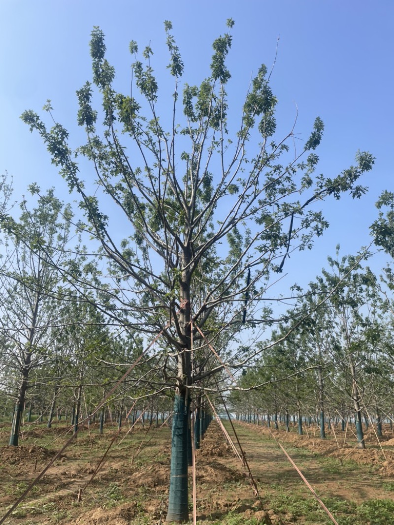 娜塔栎当年苗红橡娜塔栎1-40公分