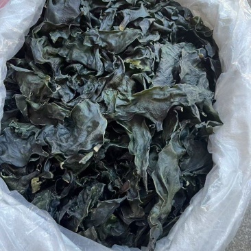 海带头烘干水洗海带头海带头片海带头短头小海带头干海带头