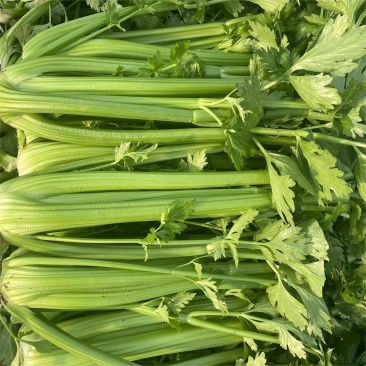 皇冠黄嫩西芹大梗芹菜种子荷兰引进高产旱芹四季播种
