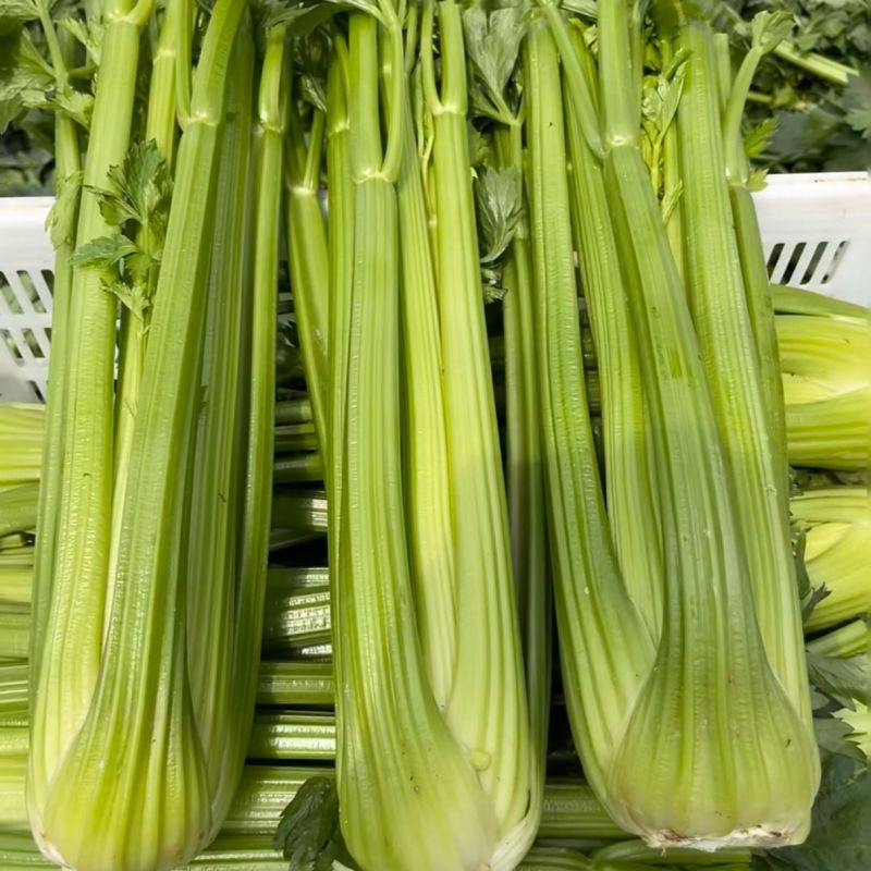 皇冠黄嫩西芹大梗芹菜种子荷兰引进高产旱芹四季播种