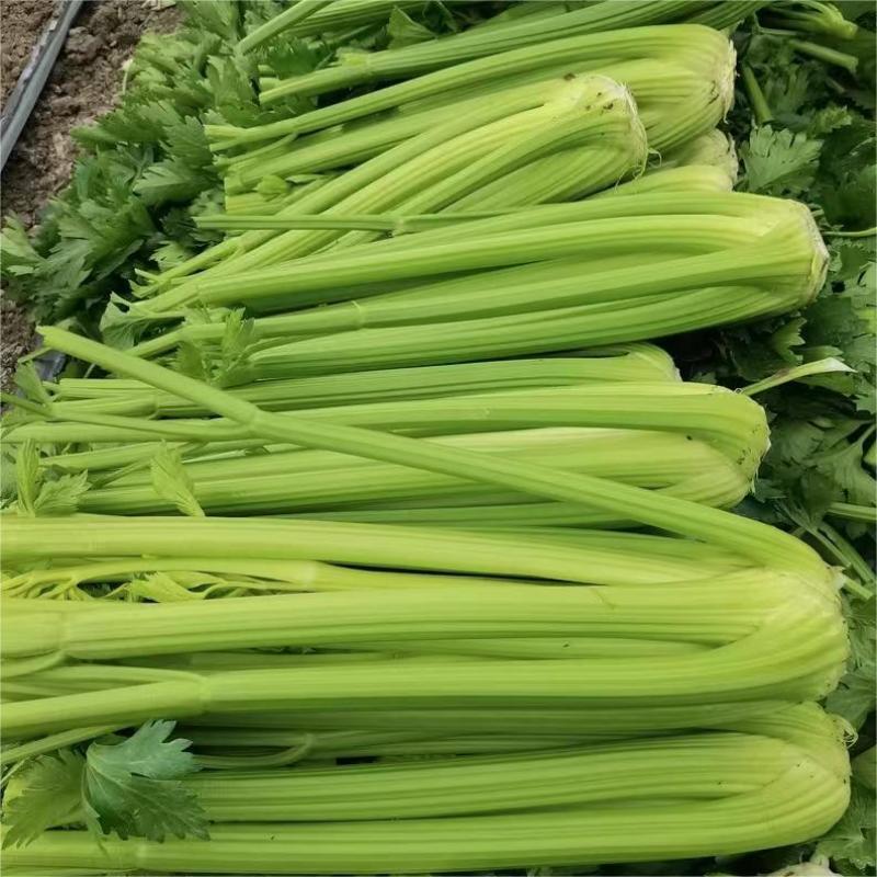 皇冠黄嫩西芹大梗芹菜种子荷兰引进高产旱芹四季播种