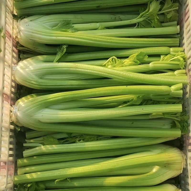 皇冠黄嫩西芹大梗芹菜种子荷兰引进高产旱芹四季播种